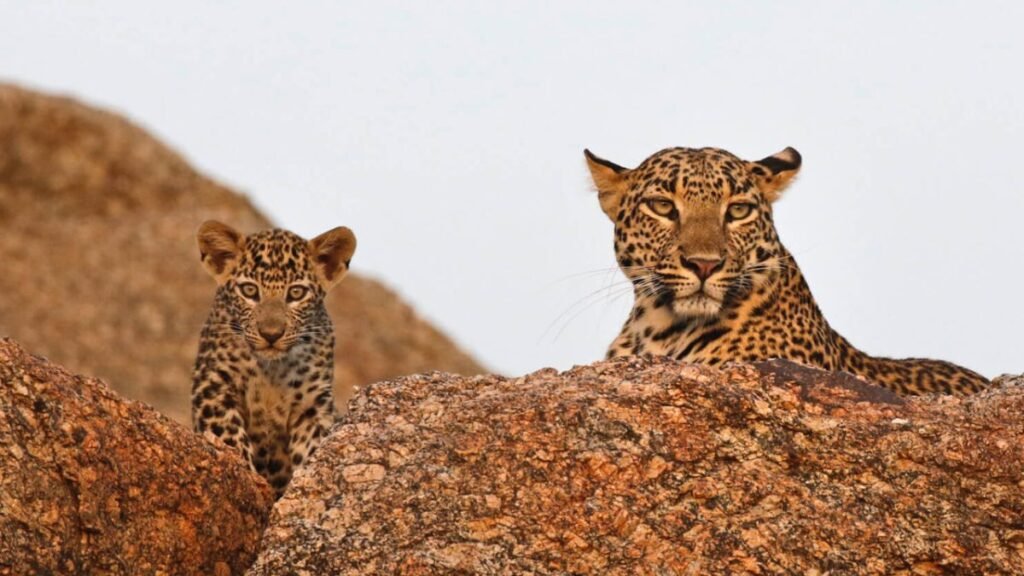 leopard safari Rajasthan