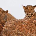 summer vacation in Rajasthan
