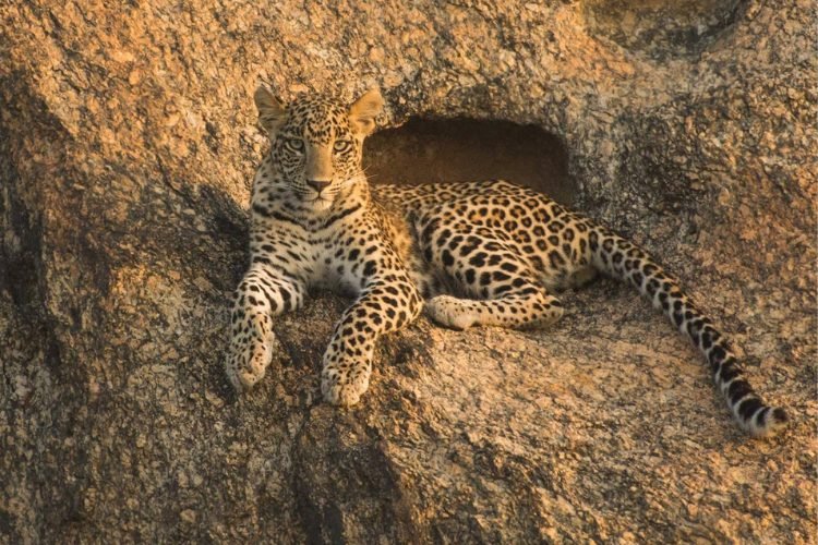 places to visit in Jawai